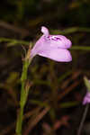 Thickleaf waterwillow